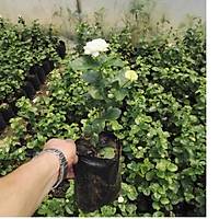 5 Adet Katmerli Full Yasemin iei, Torbada,20-40 Cm
