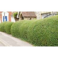 20 Adet Tpl Kurtbar(Ligustrum) Fidan 40-60 Cm.