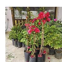 Begonvil Gelin Duva Sarc (gelin duva) bougainvillea