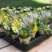100 Adet Hediyelik, Kraft Kat Sslemeli, Sukulent Sedum