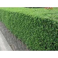 10 ADET LGUSTRUM FDANI lkstrm(kurtbar) ligustrum vulgare