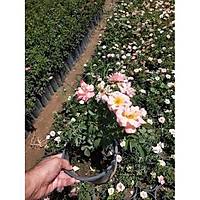 Polyanna Gl, Polyanna Rose, Saksda, 20-25 Cm.
