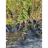 Kays Fidan Perfect Red Erkenci, Al, Sertifikal,