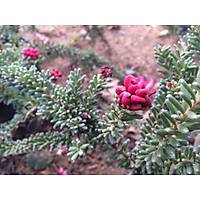 grevillea rosmarinifolia GRAVİLLA YAYILICI FİDANI