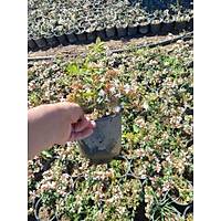 10 Adet Abelya iei (Gzellik als) 30-50 cm abelia chinensis