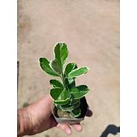 40 Adet Gm Taflan (Gmi Taflan) Kk Torbalarda, 10-15 cm.