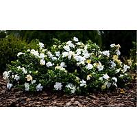 10 Adet Gardenya iei, 20-30 Cm. gardenia jasminoides