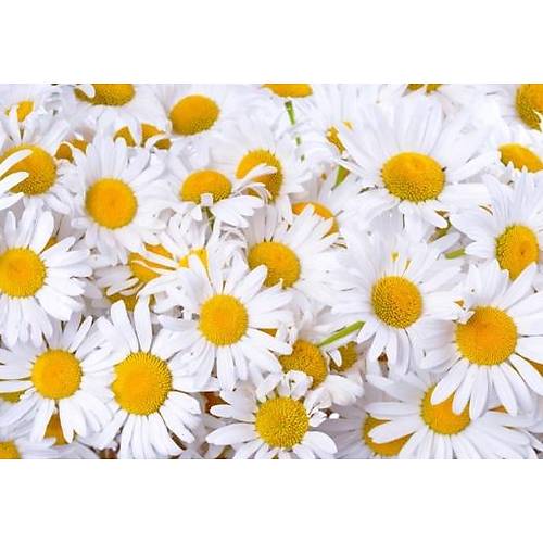 DL 4266 Non Woven Papatya Desen Duvar Posteri