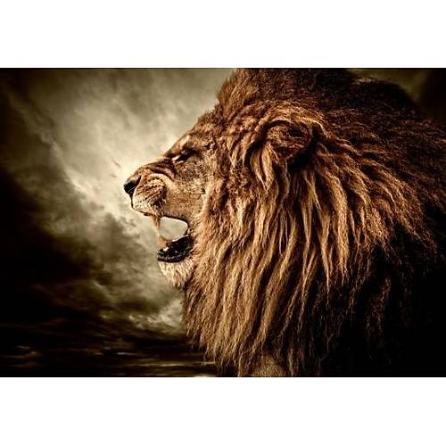 DL 4218 Aslan Grnml Duvar Posteri