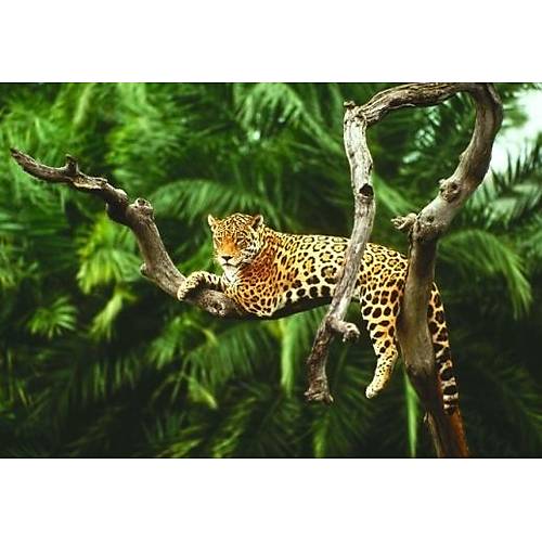 DL 4245 Leopar Desenli Duvar Posteri