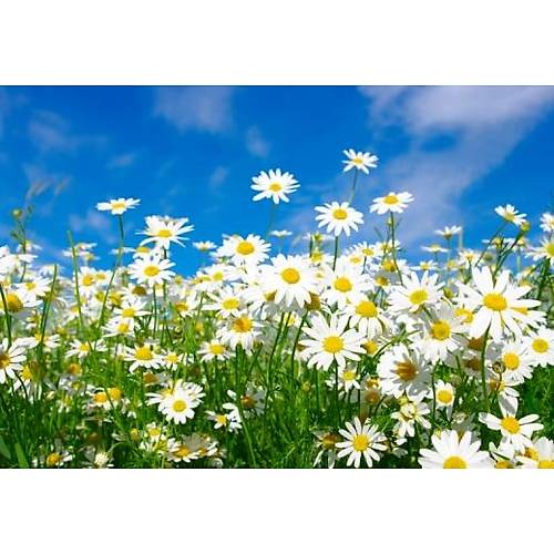 DL 4318 Papatya Desen Duvar Posteri