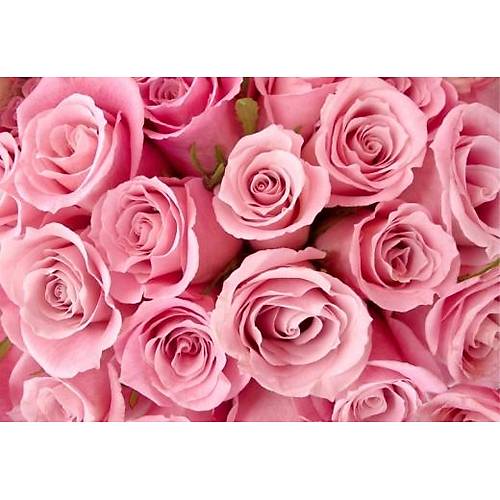 DL 4284 Pembe Gl Grnml Duvar Posteri