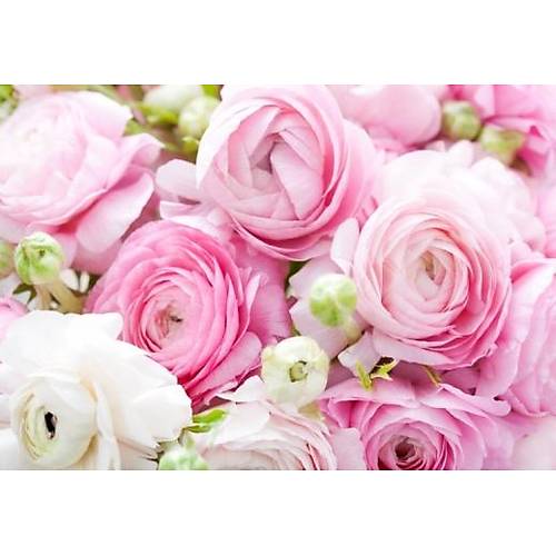 DL 4265 Pembe Gl Duvar Posteri