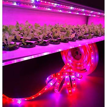 Tam Spektrum Hidrofonik Fito Sera Bitki Büyütme 5050 Şerit LED Işık 3 Kırmızı 1 Mavi