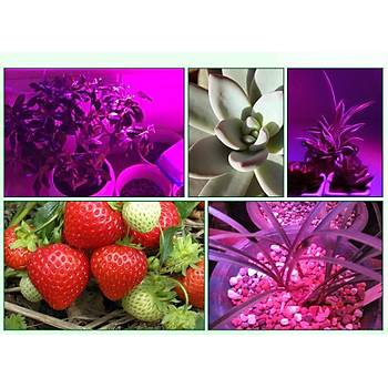Tam Spektrum Led Bitki Büyütme Işık Fito Lamba Kapalı Sera Topraksız Tarım  