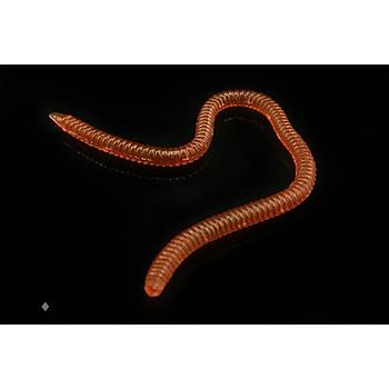 PROFISHER 20 Adet Silikon Yapay 10cm nce Solucan Sahte Yem 