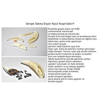 Doğal Tibet 3-4cm Kurt Dişi Kolye Beyaz Ayarlı İp Çift Boncuklu