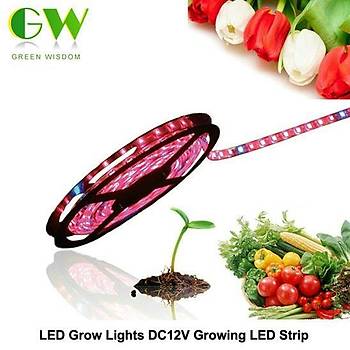 Tam Spektrum Hidroponik  Led erit dc12v 5050 5 Metre erit 