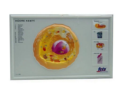 HÜCRE KESİTİ (KABARTMA LEVHA)
