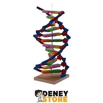 DNA Modeli Yapalým