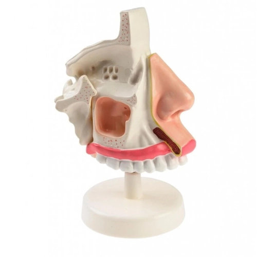 �nsan Geniz Modeli