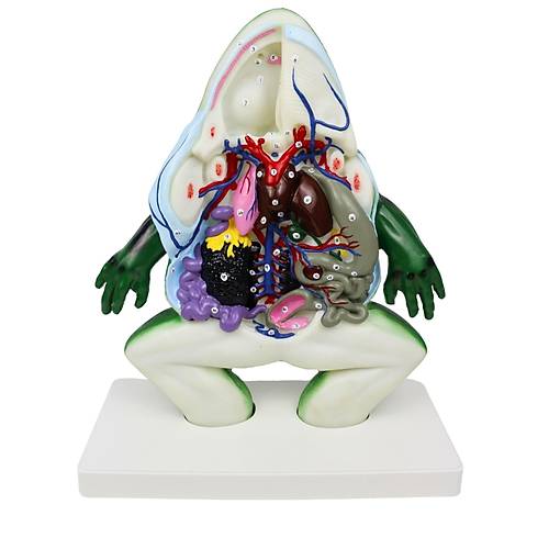 Kurbaa Kesiti Modeli