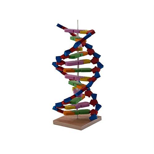 DNA Modeli