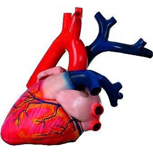 Kalp Modeli Büyük