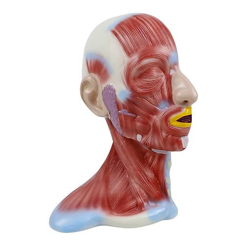 Kafa ve Boyun Kesiti  Modeli