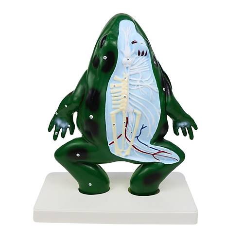 Kurbaa Kesiti Modeli