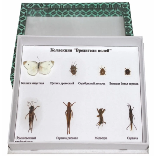 B�cek �e�itleri