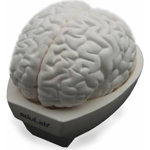 Beyin Modeli