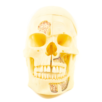 Skull - Kafatasý Anatomik Model
