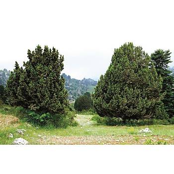 Boz Ardýç Fidaný 2-3 Yaþ 15-25 Cm 1 Adet Juniperus Excelsa