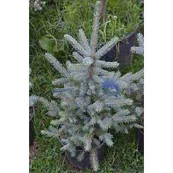 Mavi Ladin Çam Fidaný 35-45 Cm Picea Pungens Hoopsii