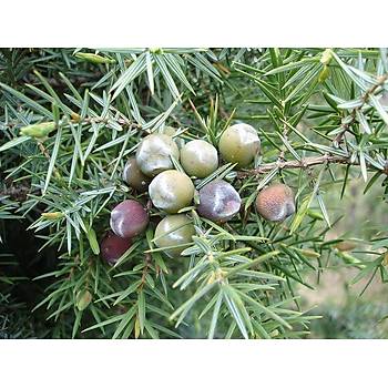 Boz Ardýç Fidaný 3 Yaþ 15-25 Cm 5 Adet Juniperus Excelsa