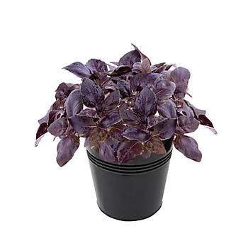 Mor Reyhan Tohumu 50 Adet Purple Basil Seed
