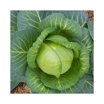 Lahana Brunswick Tohumu 5 Gr Cabbage Brunswick Seed