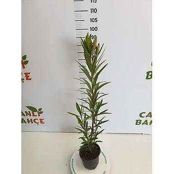 Zakkum Çiçeði Fidaný 30-50 Cm 1 Adet Nerium Oleander