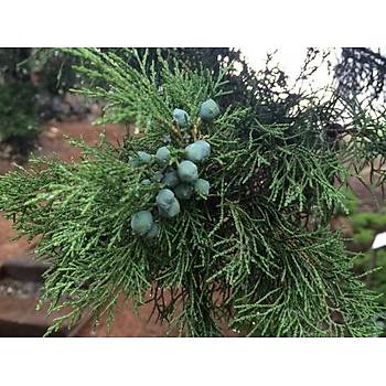 Boz Ardýç Fidaný 2-3 Yaþ 15-25 Cm 5 Adet Juniperus Excelsa
