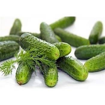 Turþuluk Hýyar Salatalýk Tohumu 3 Gr Pickled Cucumber Cucumber Seed