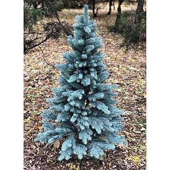 Mavi Ladin Çam Fidaný 35-45 Cm Picea Pungens Hoopsii