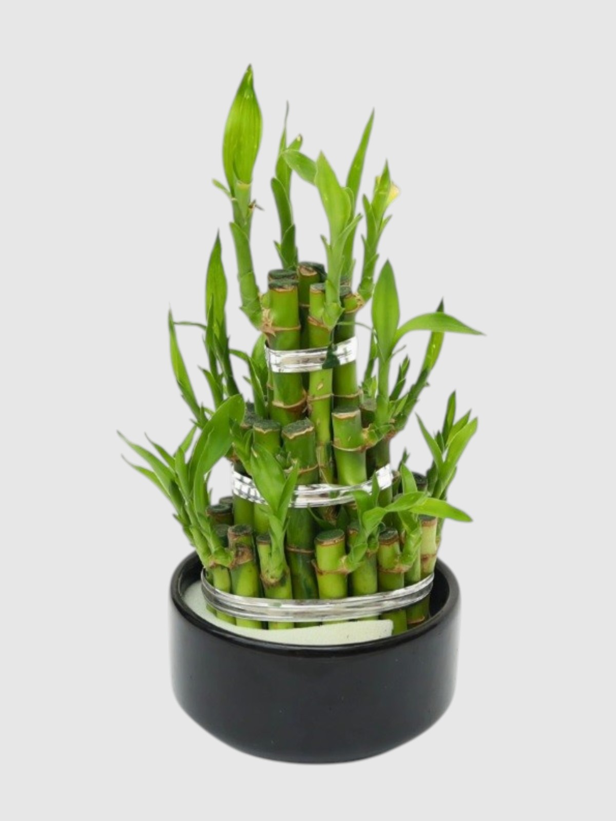 Şans Bambusu Piramit Tasarım | Lucky Bamboo Özel Aranjman
