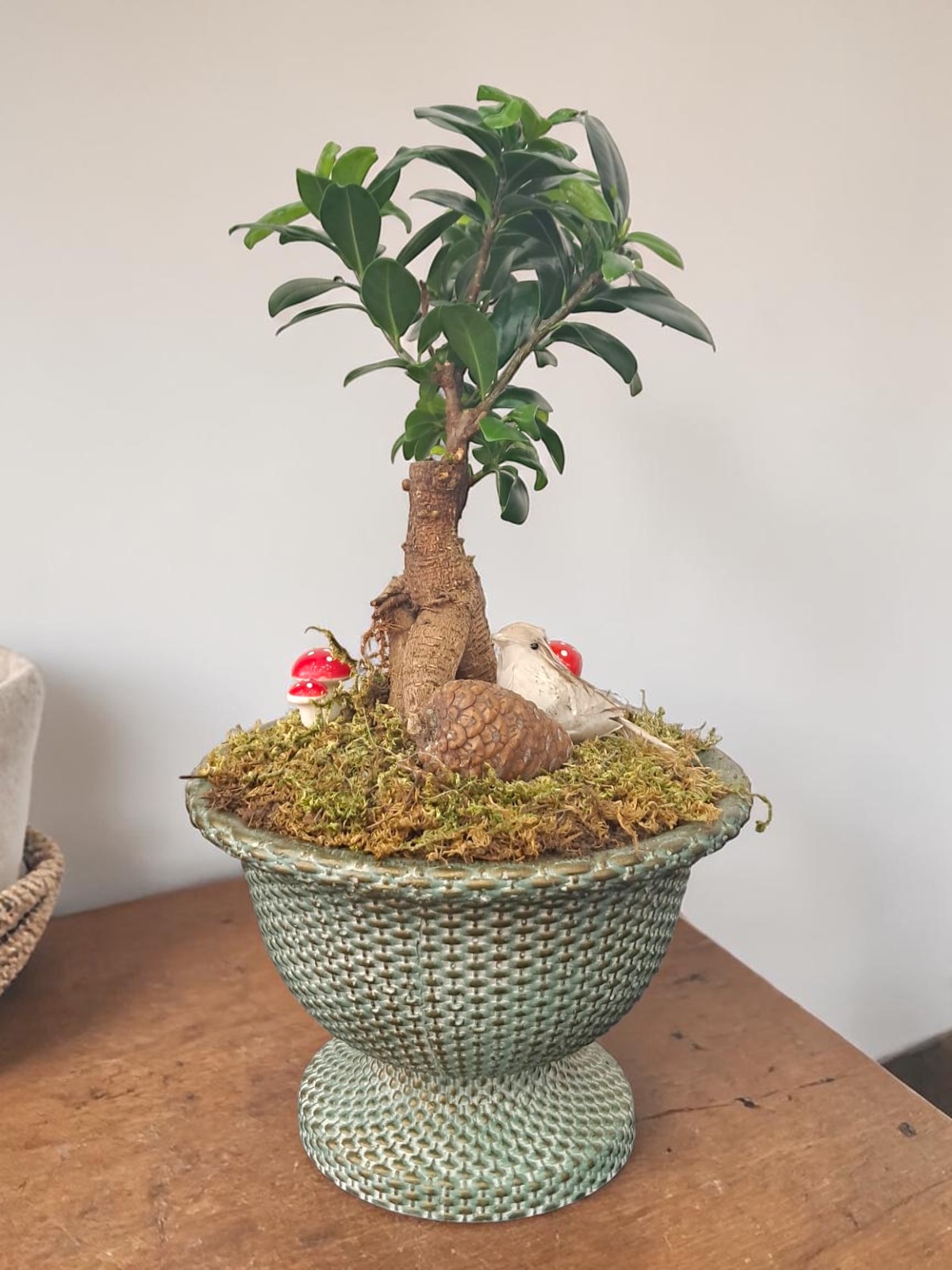 Bonsai Ficus Ginseng | Şık & Dekoratif Mini Ağaç