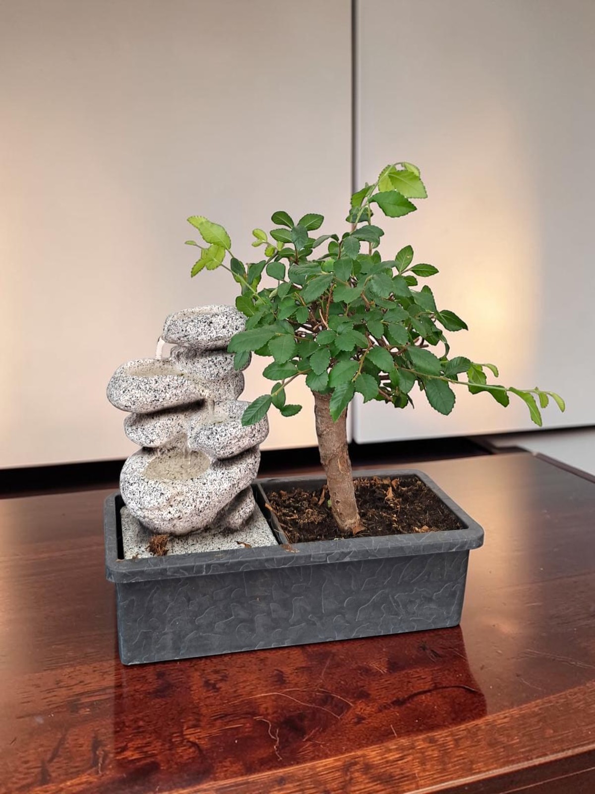 Marmaris Bonsai & Şelale Dekoru | Lüks Hediye Bitki