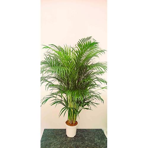 AREKA PALMİYESİ İTHAL HOLLANDA ÜRETİMİ SALON BİTKİSİ 170 CM