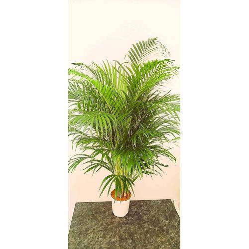 AREKA PALMİYESİ İTHAL HOLLANDA ÜRETİMİ SALON BİTKİSİ 170 CM