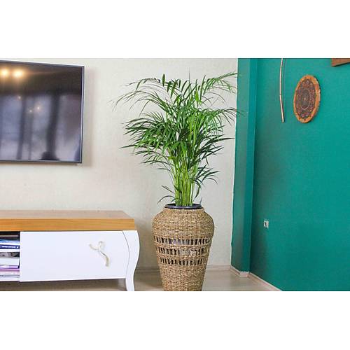 Areka Palmiyesi Bambu Palmiyesi Yeşil Salon Bitkisi İç Mekan Bitkisi