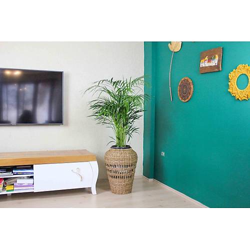Areka Palmiyesi Bambu Palmiyesi Yeşil Salon Bitkisi İç Mekan Bitkisi