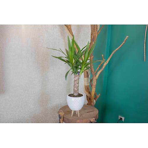 3 Ayaklı Beyaz Granit Terracota Toprak Saksıda Yuka Salon Bitkisi
